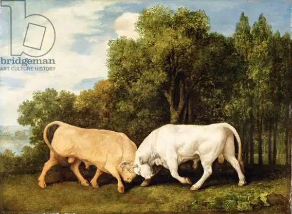 Stubbs, George: Bulls combattant