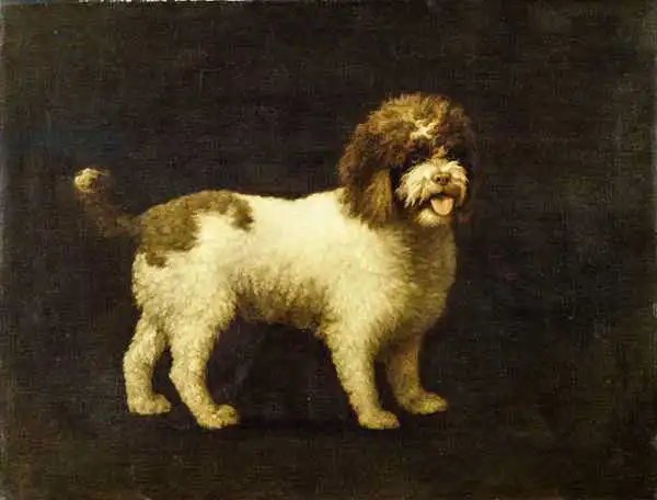 Stubbs, George: Un épagneul