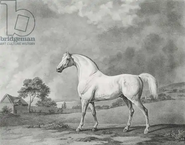 Stubbs, George: Mambrino, gravé par George Townley Stubbs (1756-1815). 1794