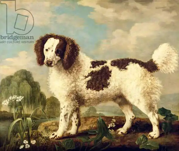 Stubbs, George: Norfolk brun et blanc ou épagneul de l