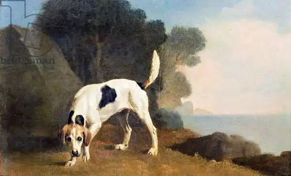 Stubbs, George: Foxhound sur le parfum