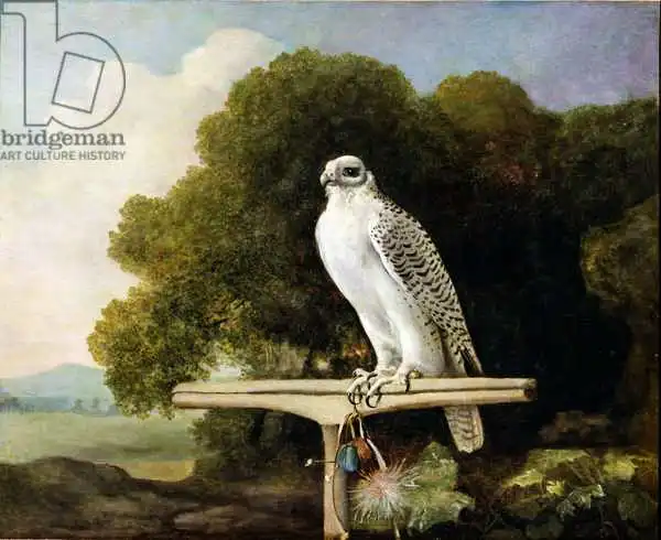 Stubbs, George: Falcon du Groenland (faucon gris)