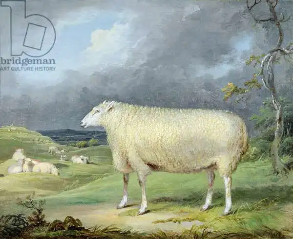 Ward, James: Border Leicester Ewe