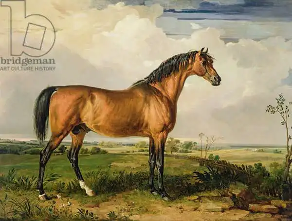 Ward, James: Eagle, a Celebrated Stallion