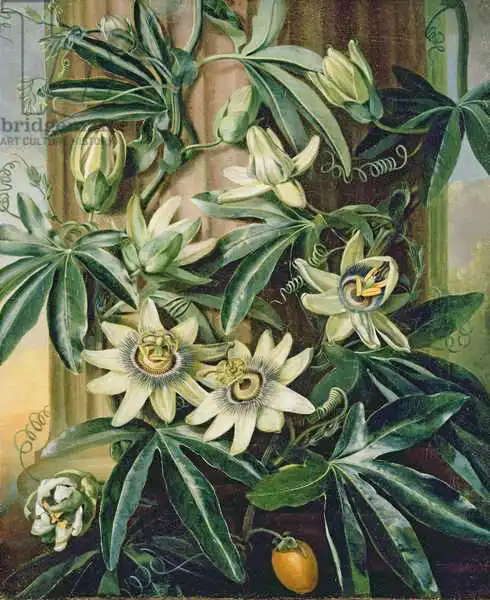 Reinagle, Philip: Blue Passion Flower for the 
