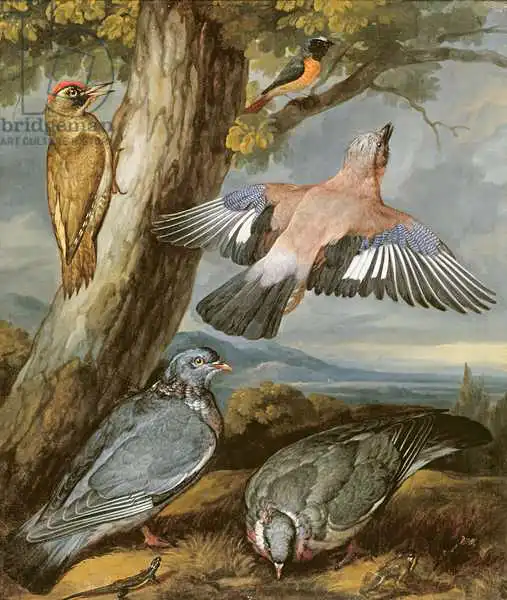 Barlow, Francis: Jay, pic vert, pigeons et redstart