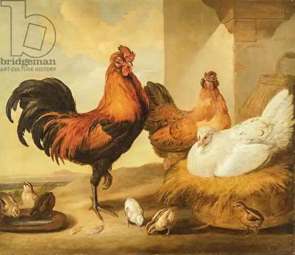 Barlow, Francis: Bite domestique, poules et poussins