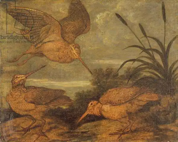 Barlow, Francis: Cock à bois au crépuscule