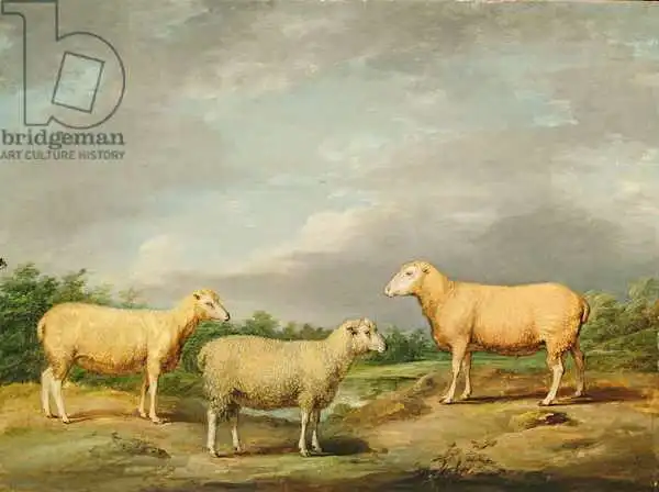Ward, James: Ryelands Sheep, the King Ram, the King Ewe and Lord Somerville Wether