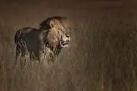 Chang, Phillip: lví král