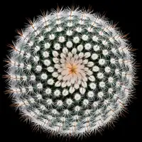 Mozqueda, Victor: Notocactus scopa