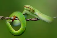 Juniawan, Rooswandy: krásné zvíře