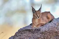 Catta, Alessandro: Caracal