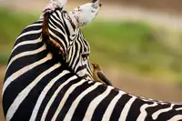 Fan, John: Oční kontakt