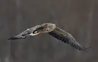 Tjandra, C.S.: Otáčení