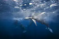 Gabriel, Barathieu: Keporkak