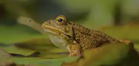 Alar, J.Del: David vs Goliáš