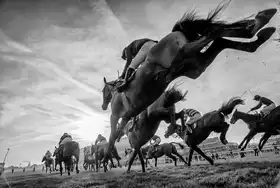 Chapman, Lee Sharon: Cheltenham Jumps Festival