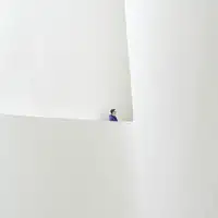 Vangindertael Luc: Bílý pokoj - modrý kabát