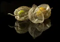 gaberkosir: Physalis Alkekengi L.
