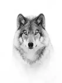 Cumming, Jim: Portrét dřevěného vlka