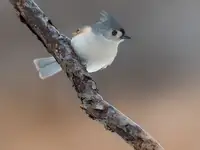 Dessureault, Patrick: Ptáček sýkorka se právě vrací z kosmetického salonu!