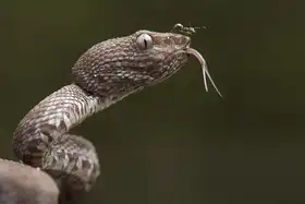 Hakonsen, Thor: Trimeresurus purpureomaculatus a Formicidae (mravenec)