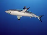 Tov, Ben Ilan: Žralok šedý (Carcharhinus amblyrhynchos)