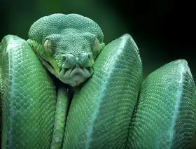 Yan, Hidayat: had (GTP / Green Tree Python)
