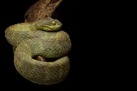 Hakonsen, Thor: Atheris squamigera
