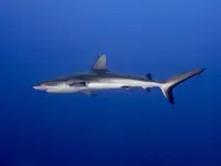 Tov, Ben Ilan: Mladý žralok šedý (Carcharhinus amblyrhynchos)