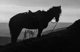 Nasution, Girdan: zoufalec