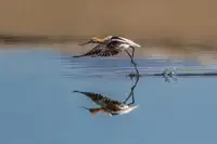 Ju, Jerry: Chůdy a Avocety