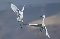 H, Samir.: Ardea alba