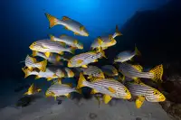 Gabriel, Barathieu: Podvodní fotografie-Indický oceán sweetlips