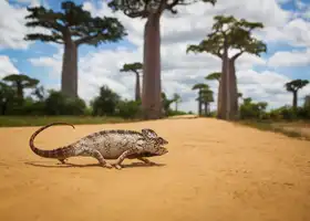 AlFazari, Waheed: madagaskarský chameleon