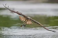 Luo, Jim: Sumec k obědu