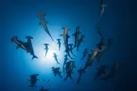 Gabriel, Barathieu: Hammerhead žralok - podvodní fotografie