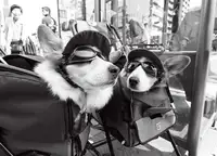 Carniollus, Brut: říkáš [rozhovor s corgi]
