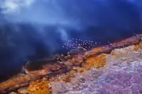 Chang, Phillip: Flamingo létat nad jezerem