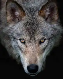 Cumming, Jim: Tím lépe,že tě vidím - Timber Wolf
