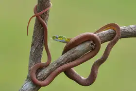 Phat, Tan Dao: Boiga cyanea