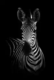 WildPhotoArt: Zebra