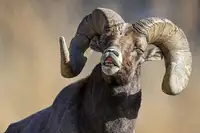 Verdon: Velký čenich