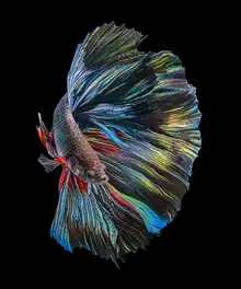 Halil, Andi: Ryba Betta