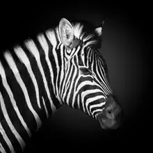 Fegari: ZEBRA