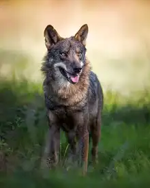 Fegari: Canis Lupus Signatus