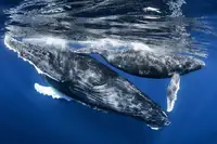 Péneau, Cédric: Keporkak a tele,ostrov Réunion