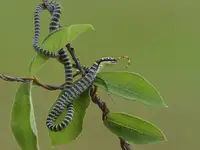 Phat, Tan Dao: Chrysopelea ornata