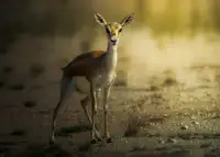 Pezeshki, Sina: Gazela perská!